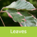 Fagus Sylvatica Purpurea Tricolor Early Leaf Colour